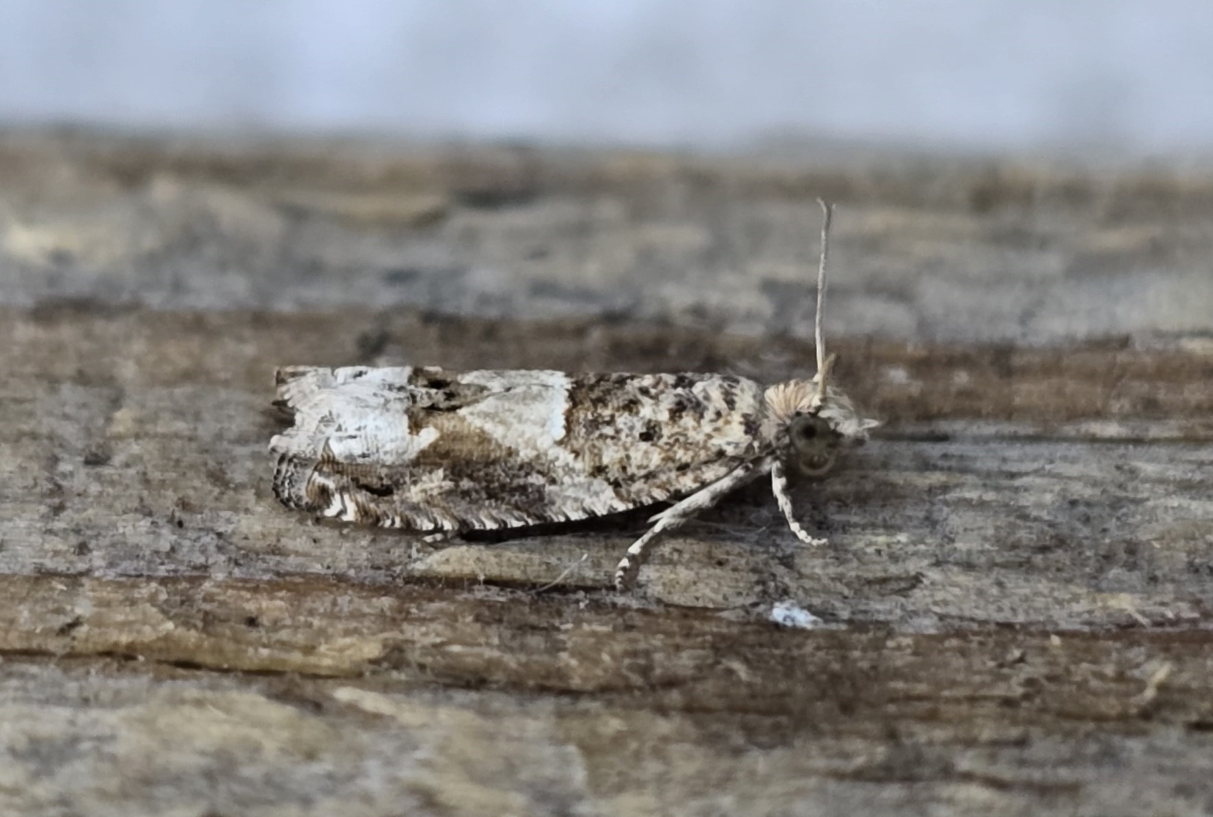 Photo of Southern Bell (Crocidosema plebejana)